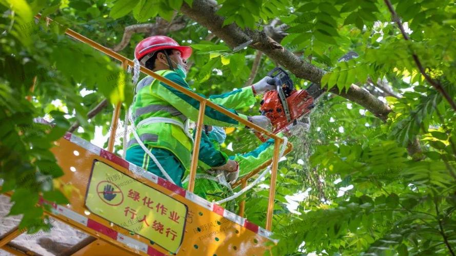 松江城市绿化带种植什么植物比较好