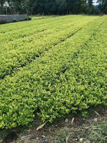 镇江俊雨绿化工程怎么样